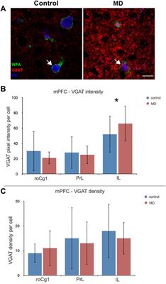 The impact of early life maternal deprivation on the perineuronal nets in the prefrontal cortex and hippocampus of young adult rats